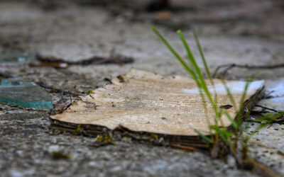 Rückblick 2007 – 2008